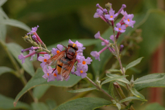 Volucella zonaria