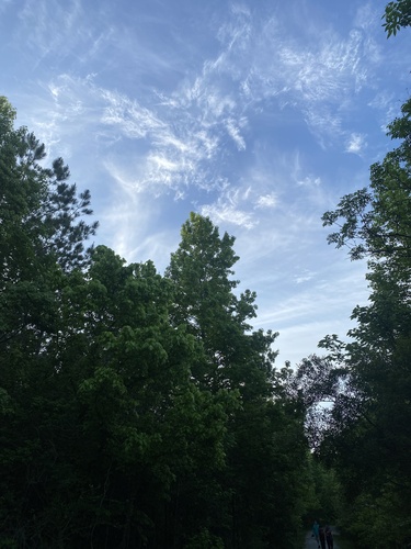 Chimney Swift observed by irinashport