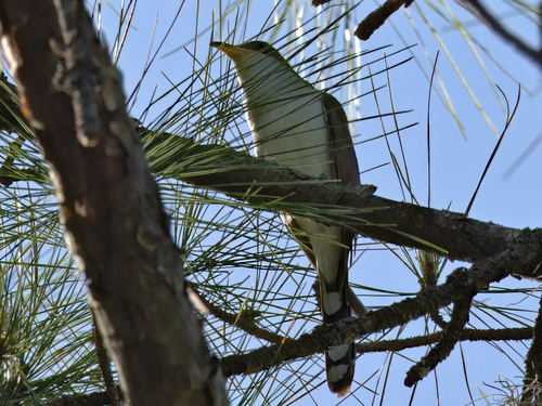 Yellow-billed Cuckoo observed by bb70