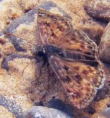 Erynnis martialis