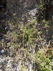 Daucus montanus