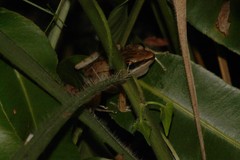 Indosylvirana nicobariensis