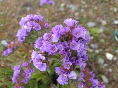 Limonium sinuatum