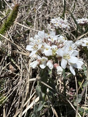 Noccaea praecox, photograph author not stated, no rights reserved