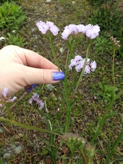 Limonium sinuatum