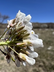 Noccaea praecox, photograph author not stated, no rights reserved