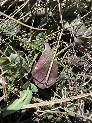 Noccaea praecox, photograph 6