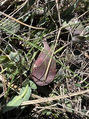 Noccaea praecox, photograph author not stated, no rights reserved