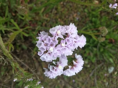 Limonium sinuatum