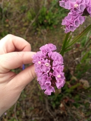 Limonium sinuatum