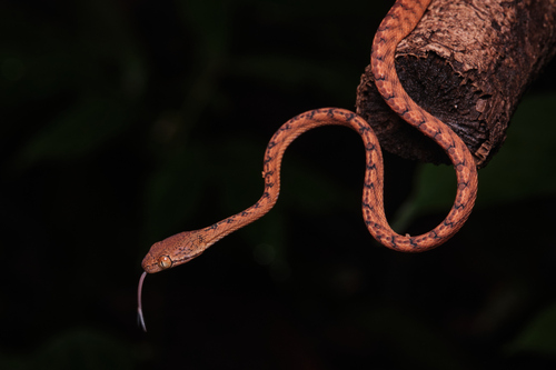 Ranawana's Cat Snake