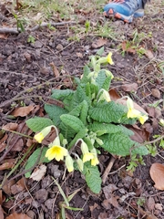 Primula × polyantha