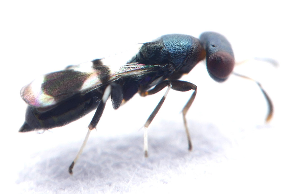 Coelocybidae
