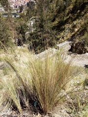 Festuca dolichophylla