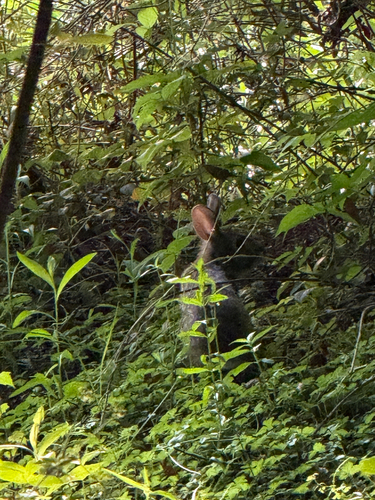 Swamp Rabbit observed by mcfluffy