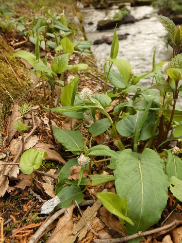 Bistorta tenuicaulis observed 2026-04-18