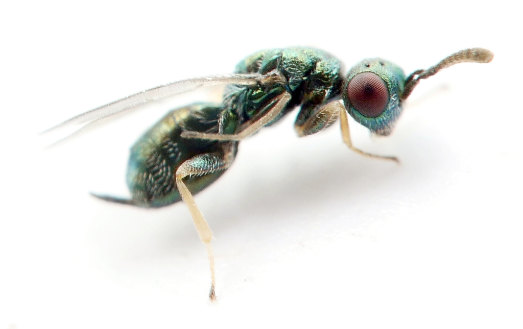 Ditropinotella