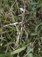 Adenochloa ecklonii