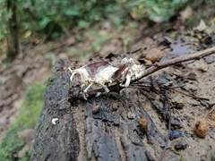 Beauveria locustiphila