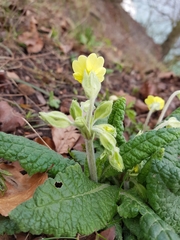 Primula × polyantha