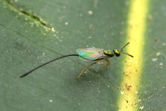 Sycoscapter australis