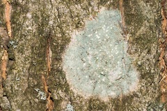 Lecanora symmicta