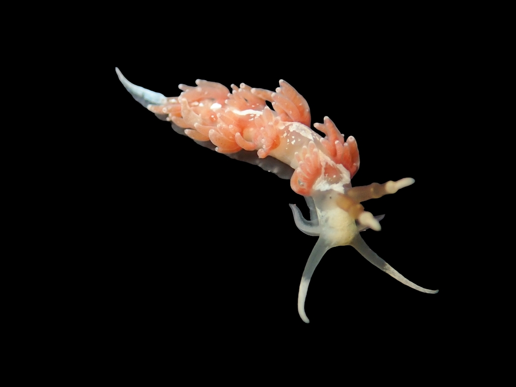 Favorinus vitreus