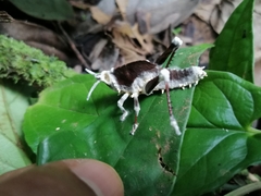 Beauveria locustiphila