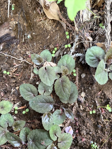 Viola yezoensis iNat (3)