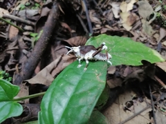 Beauveria locustiphila