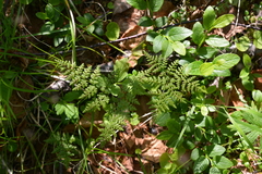 Cystopteris montana