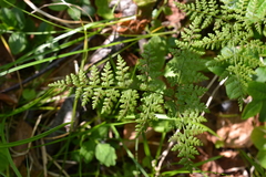 Cystopteris montana
