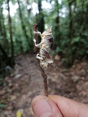Beauveria locustiphila
