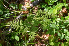 Cystopteris montana