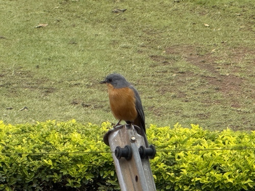 Silverbird