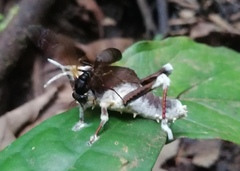Beauveria locustiphila
