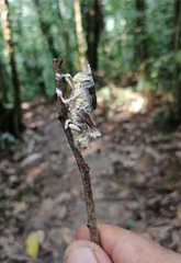 Beauveria locustiphila