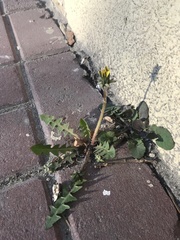 Taraxacum officinale