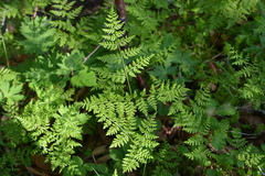 Cystopteris montana