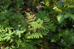 Cystopteris montana