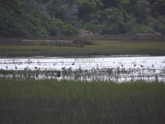 Numenius phaeopus phaeopus