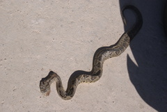 Crotalus tzabcan