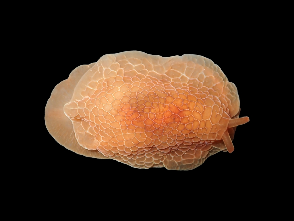 Pleurobranchus reticulatus
