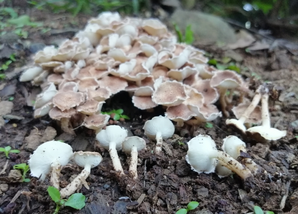Ripartitella brasiliensis · March 2020 · photo: © heimatlos (iNaturalist, cc0)