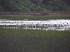 Numenius phaeopus phaeopus