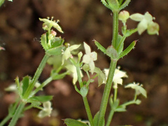 Galium bolanderi