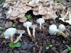 Ripartitella brasiliensis