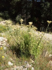 Pseudognaphalium cheiranthifolium