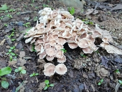 Ripartitella brasiliensis