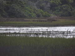 Numenius phaeopus phaeopus